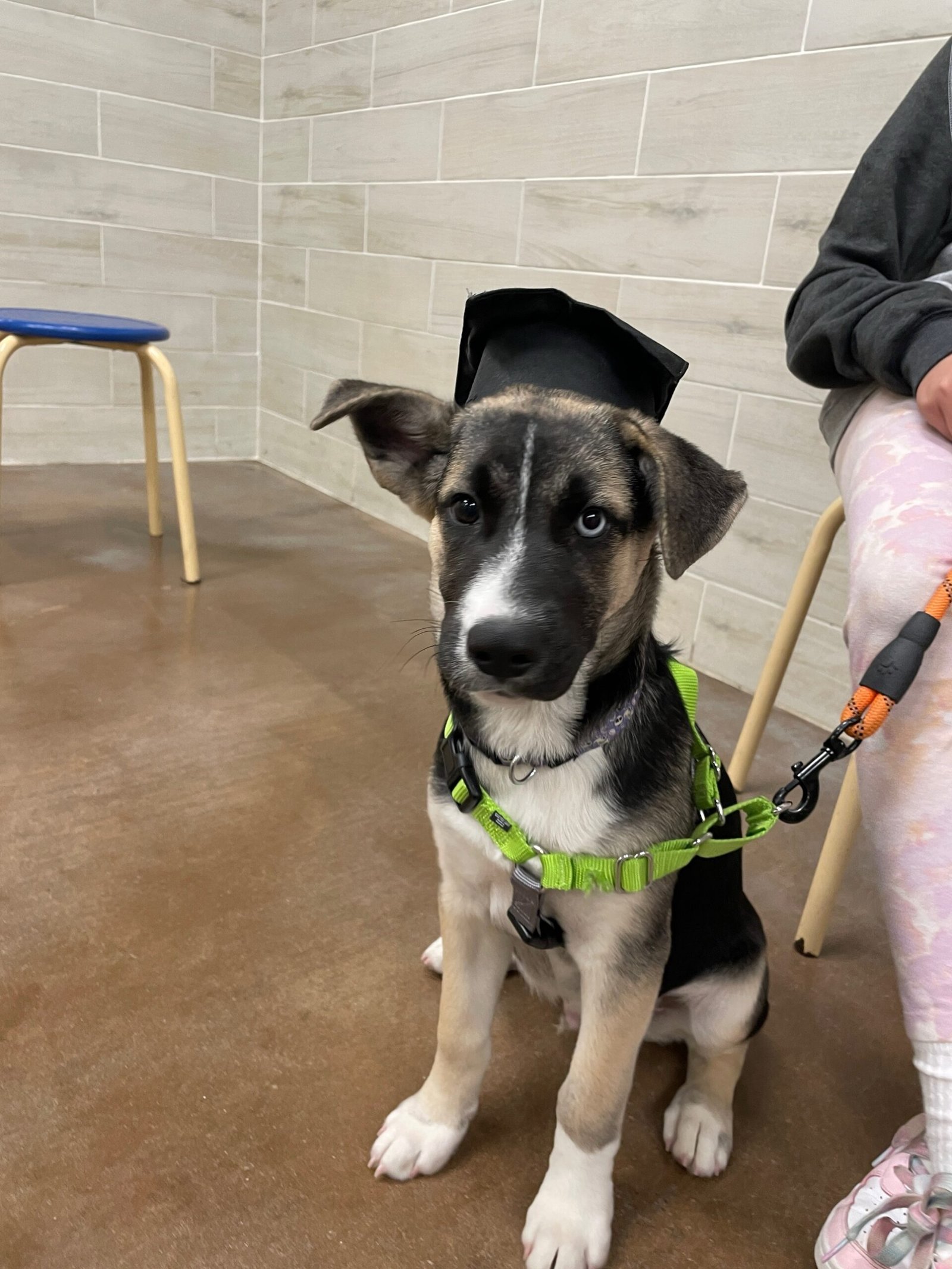 Milo wearing a graduation cap after finishing obedience training